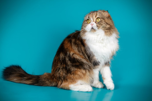 Studio photography of highland fold cat on colored backgrounds