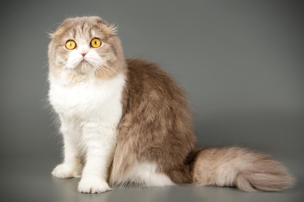 Студийная фотосъемка хайленд-фолд кошки на цветном фоне