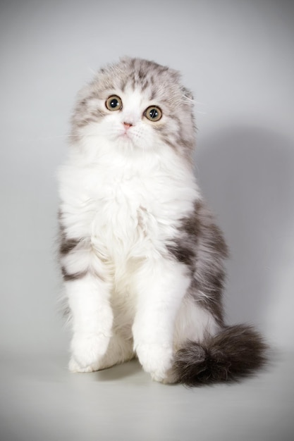 Studio photography of highland fold cat on colored backgrounds