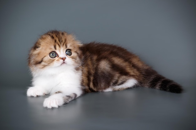 Studio photography of highland fold cat on colored backgrounds