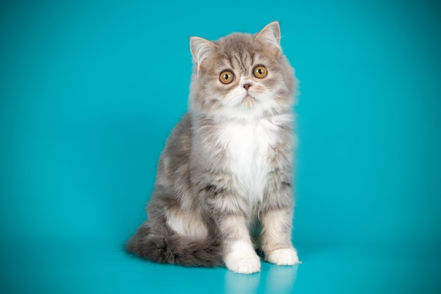 Studio photography of highland straight cat on colored backgrounds