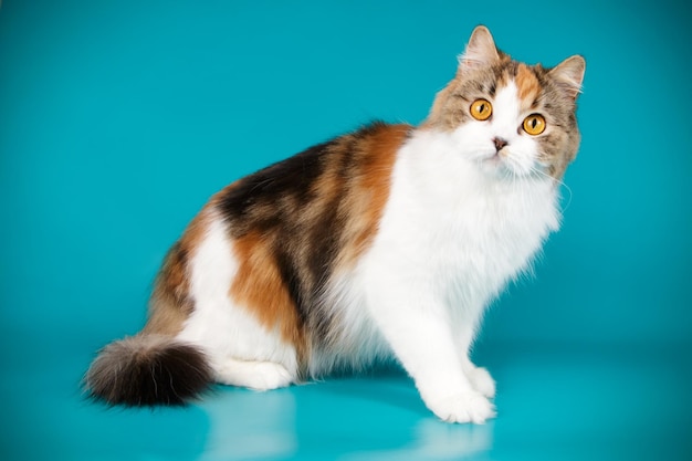 Studio photography of highland straight cat on colored backgrounds