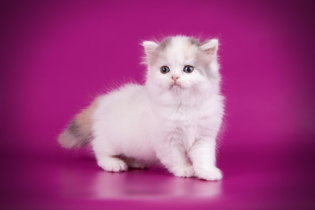 Studio photography of highland straight cat on colored backgrounds