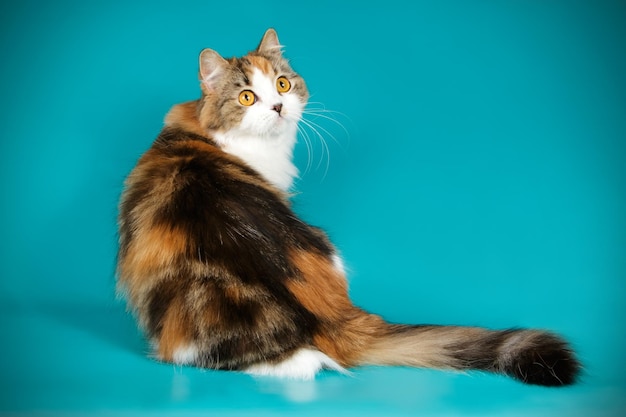 Studio photography of highland straight cat on colored backgrounds