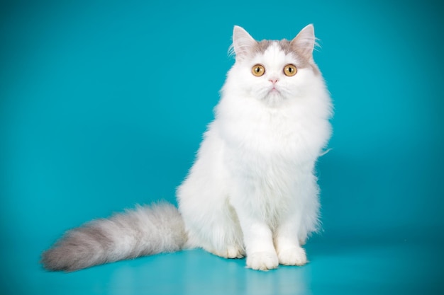 Studio photography of highland straight cat on colored backgrounds