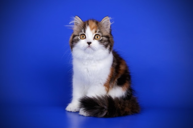 Studio photography of highland straight cat on colored backgrounds