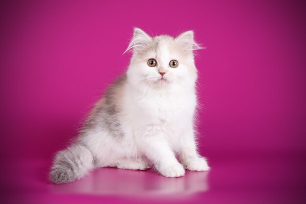 Fotografia in studio del gatto dritto dell'altopiano su sfondi colorati