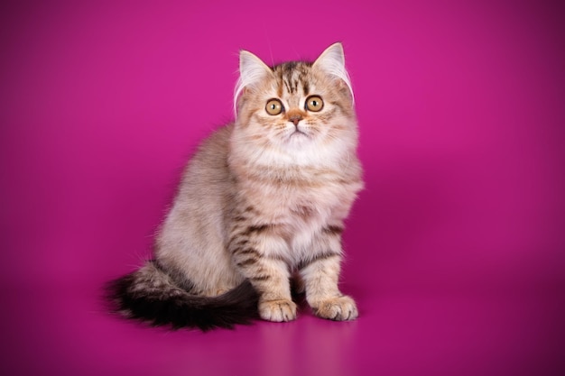 Studio photography of highland straight cat on colored backgrounds