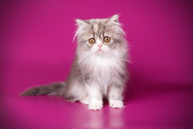 Studio photography of highland straight cat on colored backgrounds