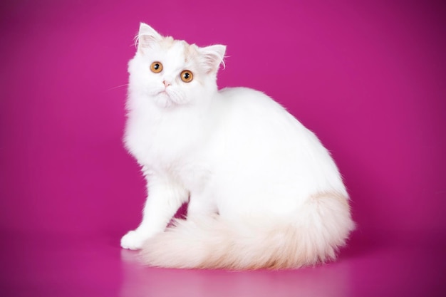 Studio photography of highland straight cat on colored backgrounds