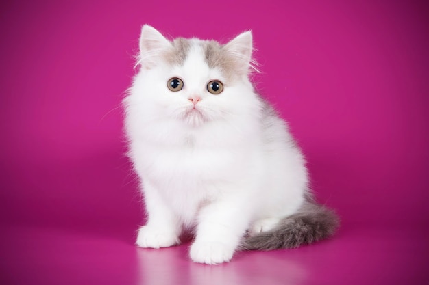 Studio photography of highland straight cat on colored backgrounds