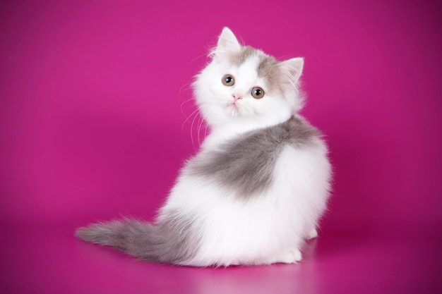 Studio photography of highland straight cat on colored backgrounds