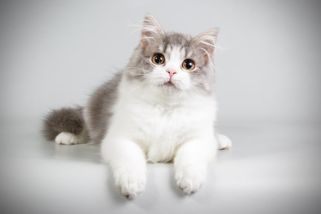 Студийная фотосъемка хайлендской прямоухой кошки на цветном фоне