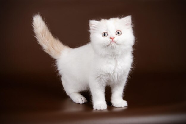 Studio photography of highland straight cat on colored backgrounds