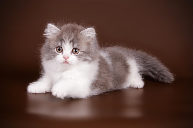 Studio photography of highland straight cat on colored backgrounds