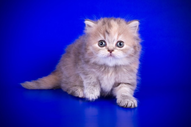 Студийная фотосъемка хайлендской прямоухой кошки на цветном фоне