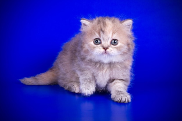 Fotografia in studio del gatto dritto dell'altopiano su sfondi colorati