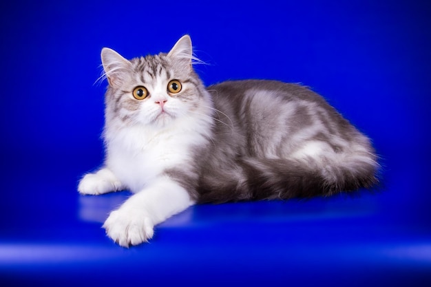 Studio photography of highland straight cat on colored backgrounds