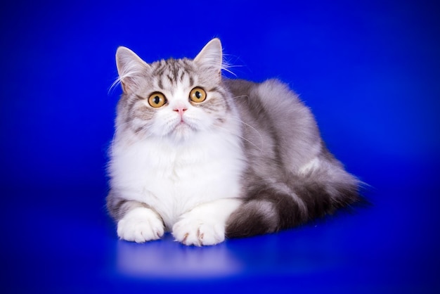 Studio photography of highland straight cat on colored backgrounds