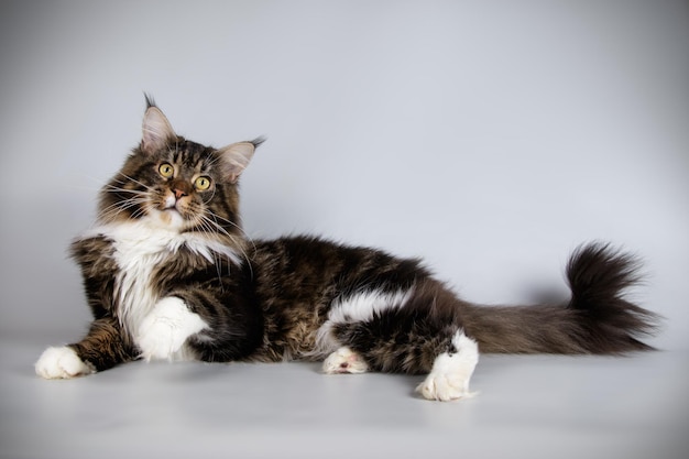 Studio photography of a Maine Coon cat on colored backgrounds