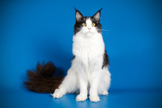 Studio photography of a maine coon cat on colored backgrounds