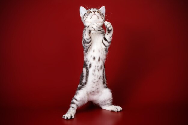 Фото Студийная фотосъемка американской короткошерстной кошки на цветном фоне