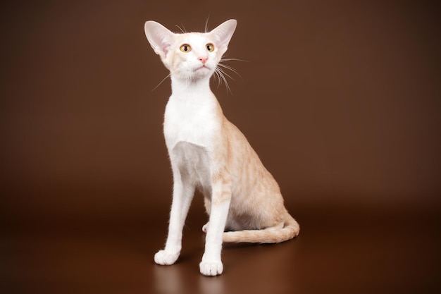 Studio photography of a oriental cat on colored backgrounds