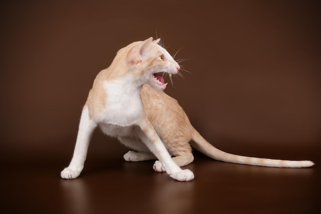 Studio photography of a oriental cat on colored backgrounds