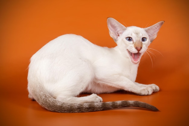 Studio photography of a oriental cat on colored backgrounds