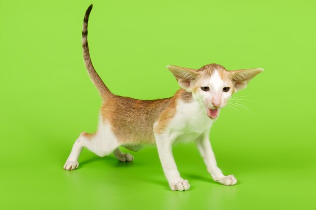 Studio photography of a oriental cat on colored backgrounds