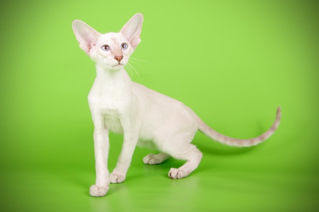 Studio photography of a oriental cat on colored backgrounds