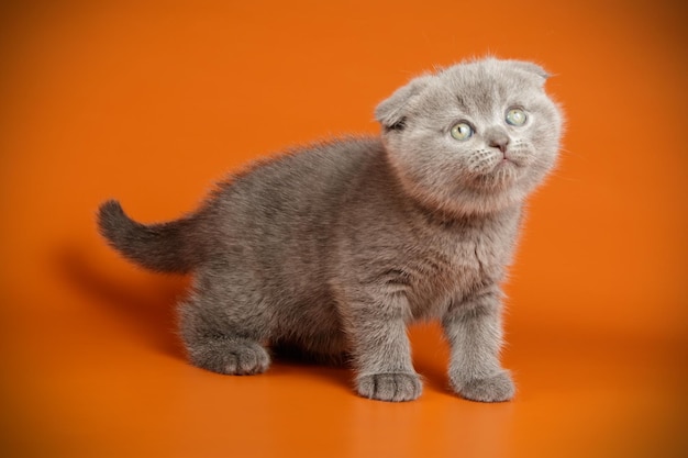 Студийная фотосъемка шотландской вислоухой короткошерстной кошки на цветном фоне
