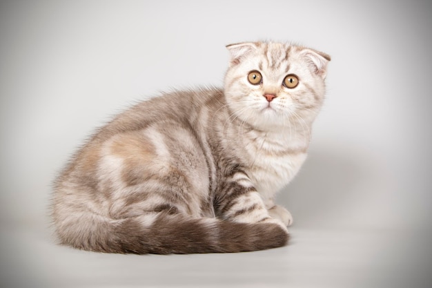 Studio photography of a scottish fold shorthair cat on colored backgrounds