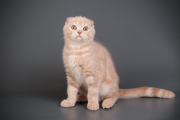 Studio photography of a scottish fold shorthair cat on colored backgrounds