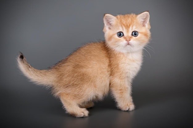 色付きの背景にスコティッシュストレートショートヘアの猫のスタジオ撮影