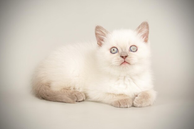 Studio photography of a scottish straight shorthair cat on colored backgrounds