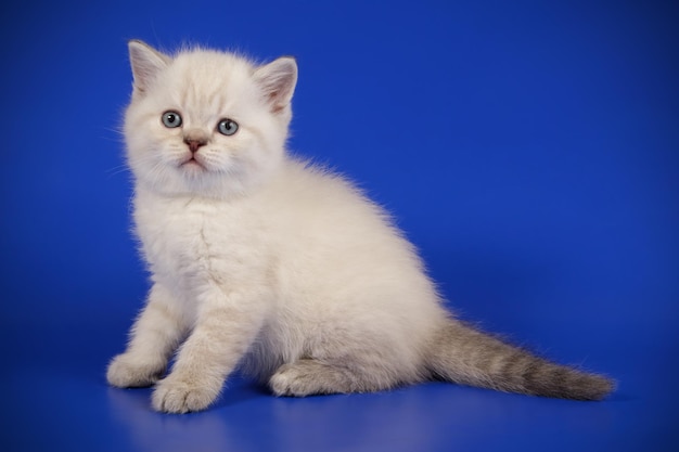 Studio photography of a scottish straight shorthair cat on colored backgrounds