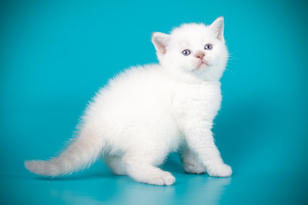 Photo studio photography of a scottish straight shorthair cat on colored backgrounds