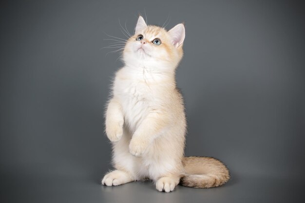 Studio photography of a scottish straight shorthair cat on colored backgrounds