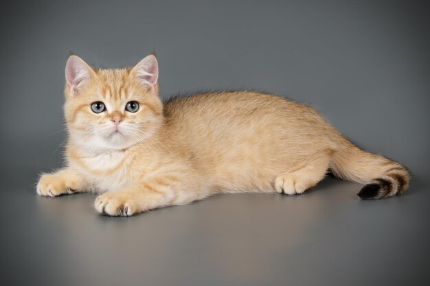 Studio photography of a scottish straight shorthair cat on colored backgrounds