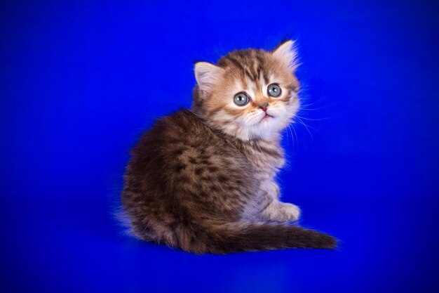 Studio photography of a scottish straight shorthair cat on colored backgrounds