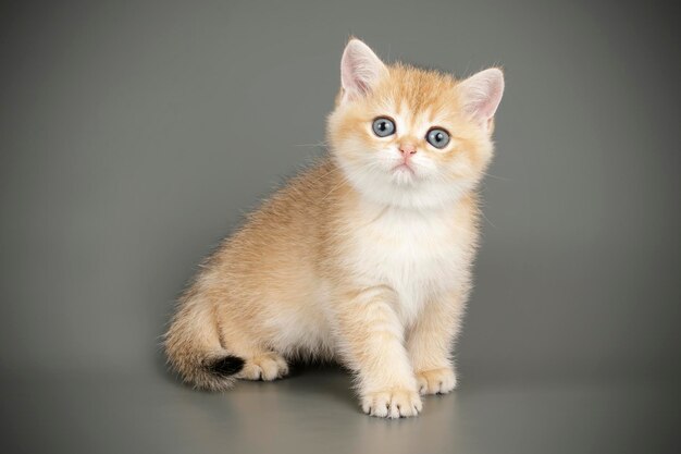 Студийная фотосъемка шотландской прямошерстной кошки на цветном фоне