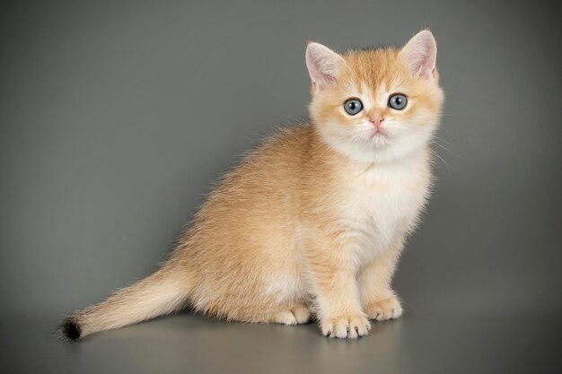 Studio photography of a scottish straight shorthair cat on colored backgrounds