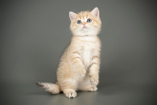 Studio photography of a scottish straight shorthair cat on colored backgrounds