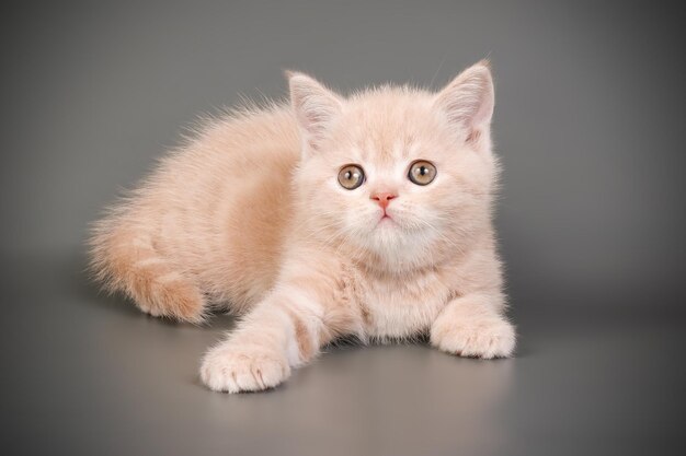 Studio photography of a scottish straight shorthair cat on colored backgrounds