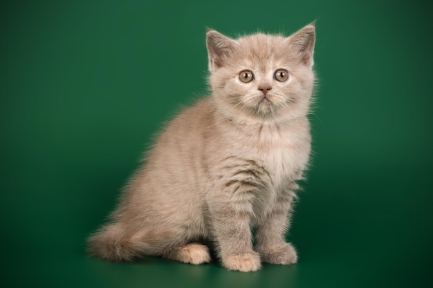 Студийная фотосъемка шотландской прямоухой короткошерстной кошки на цветном фоне