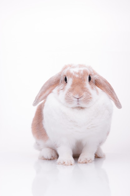 Studio photos of a red bunny  