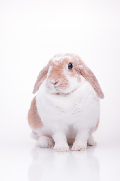 Studio photos of a red bunny  