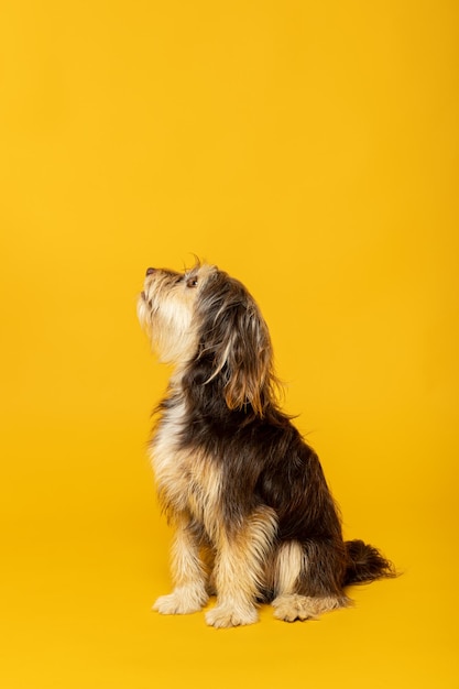 Photo studio portrait of an adorable furry puppy on yellow background