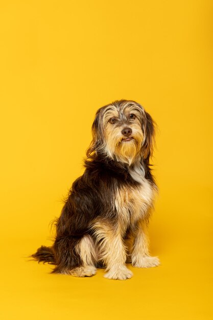 Photo studio portrait of an adorable furry puppy on yellow background